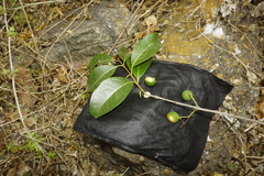 Priogymnanthus apertus