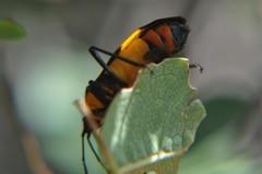 Oncopeltus spectabilis