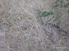 Lissotis melanogaster