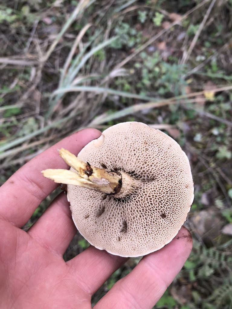 Suillus viscidus · September 2025 · photo: © ro_ko (iNaturalist, cc-by)