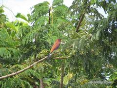 Eurystomus glaucurus suahelicus