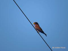 Eurystomus glaucurus