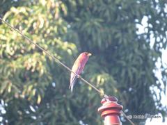 Eurystomus glaucurus