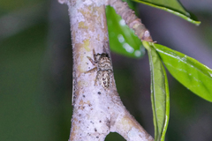 Metaphidippus