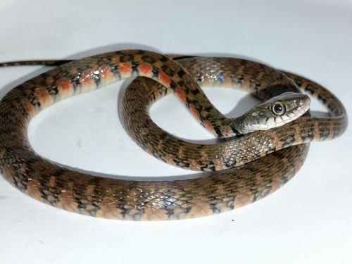 Xenochrophis trianguligerus