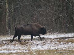 Bison bonasus