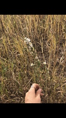 Symphyotrichum bracteolatum