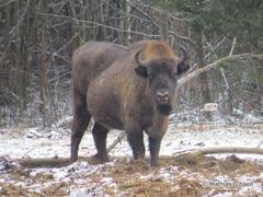 Bison bonasus