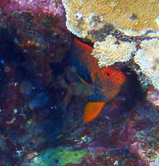 Centropyge potteri