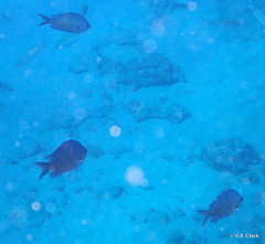 Chromis ovalis