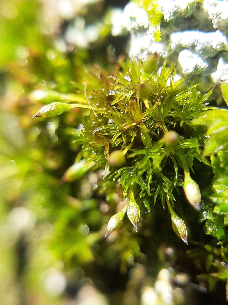 Ulota lutea