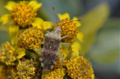 Cebrenistella