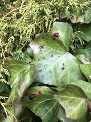 Colletotrichum trichellum