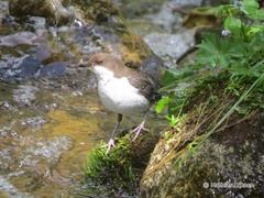 Cinclus cinclus leucogaster