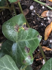 Colletotrichum trichellum