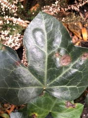Colletotrichum trichellum