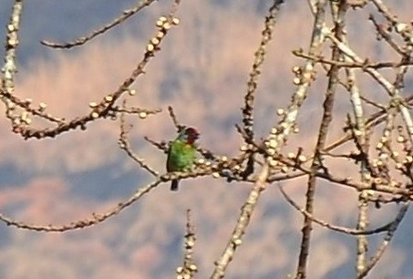 Malabar Barbet (Psilopogon malabaricus), photo 7