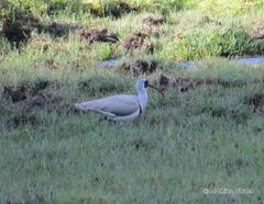 Ibidorhyncha struthersii