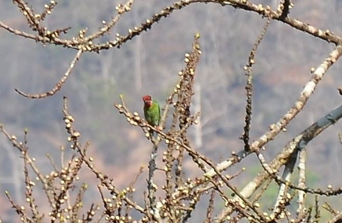 Malabar Barbet (Psilopogon malabaricus), photo 6
