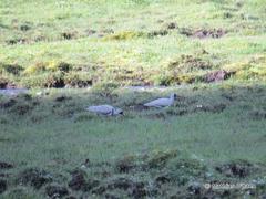 Ibidorhyncha struthersii