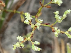 Paronychia baldwinii