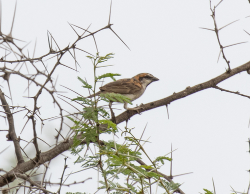 Shelley's Sparrow (Passer shelleyi), photo 8