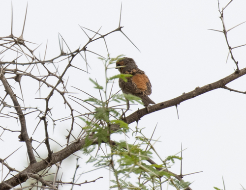 Shelley's Sparrow (Passer shelleyi), photo 10