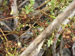 Paronychia baldwinii