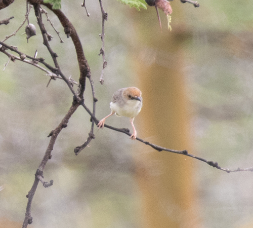 Red-pate Cisticola (Cisticola ruficeps), photo 2