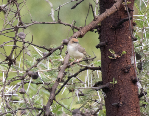 Red-pate Cisticola (Cisticola ruficeps), photo 3