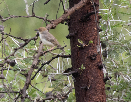 Red-pate Cisticola (Cisticola ruficeps), photo 5