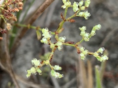 Paronychia baldwinii