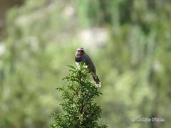 Calliope pectoralis