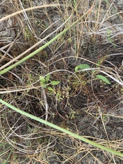 Paronychia baldwinii