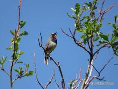 Calliope pectoralis