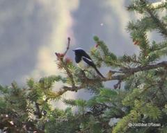 Phoenicurus coeruleocephala