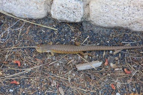 iNaturalist observation photo of Northern Alligator Lizard