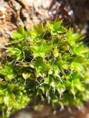 Syntrichia pagorum