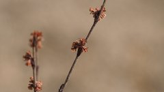 Eriogonum gracile gracile