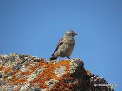 Altai Accentor photo 5