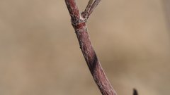 Eriogonum gracile gracile