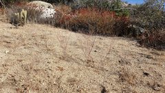 Eriogonum gracile gracile