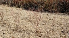 Eriogonum gracile gracile