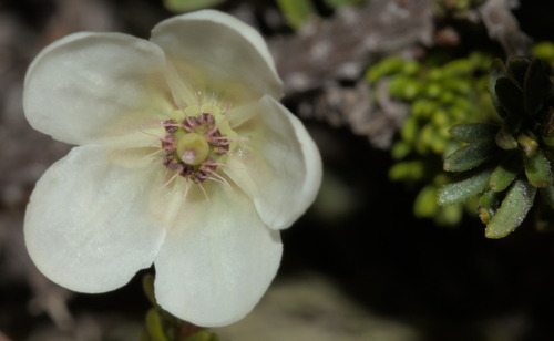 Moss Heather (Harrimanella stelleriana)