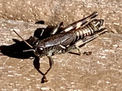 Melanoplus adapi