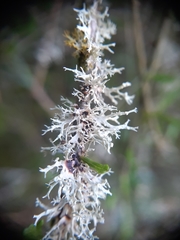 Ramalina glaucescens
