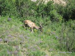 Cervus canadensis sibiricus