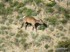 Cervus canadensis sibiricus