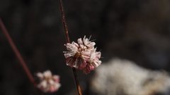 Eriogonum molestum