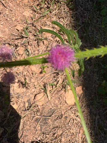 Mimosa invisa observed 2025-09-06